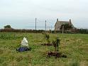 Planting Trees 013